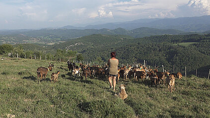 Une bergère et son troupeau de chèvres dans une vallée